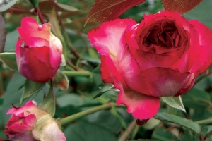 Rosa (Climbing) 'Antique 89' 